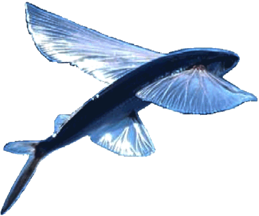 Bluefish ZCC trademark logo