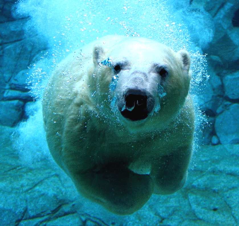 Polar bear diving under the arctic ice