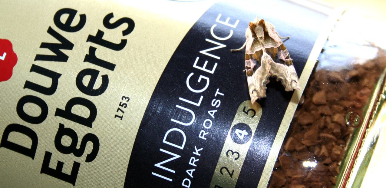 Douwe_Egberts Pure Indulgence coffee and a moth that loves the colour scheme