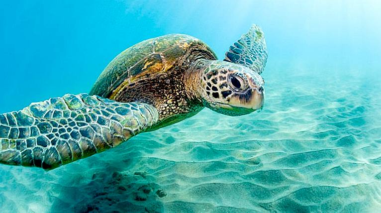 Sea turtles are under threat due to global warming and acid oceans
