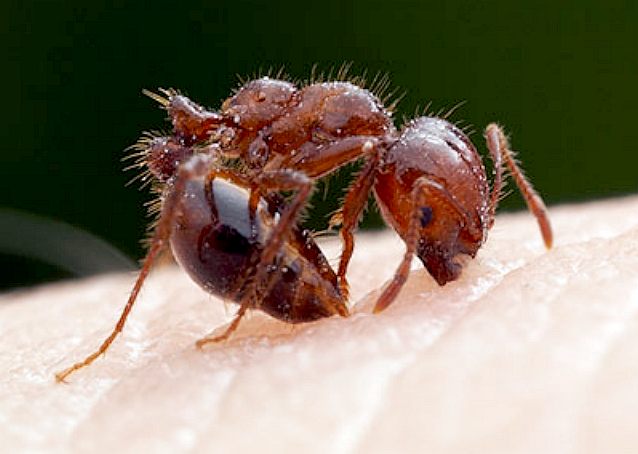 An ant bites a victim to get a grip then swings its tail in to inject the sting