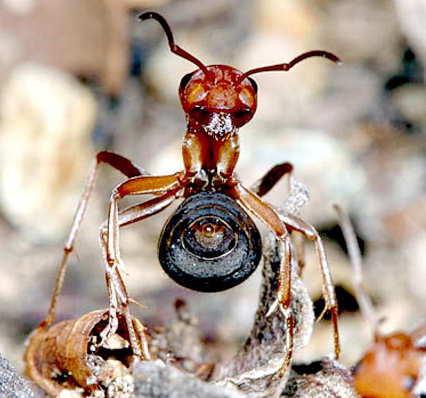 A wood ant aims at a threat to the nest with its tail