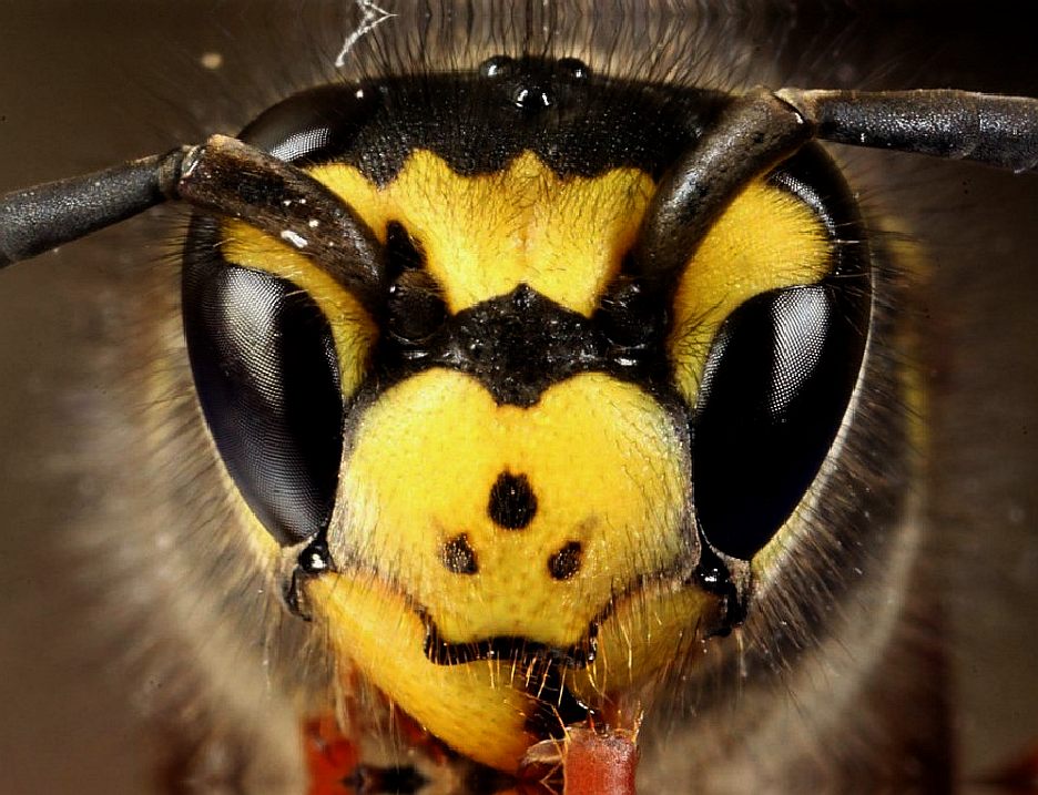 A wasps head