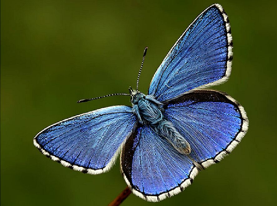 Nigel Kiteley - adonis blue butterfly