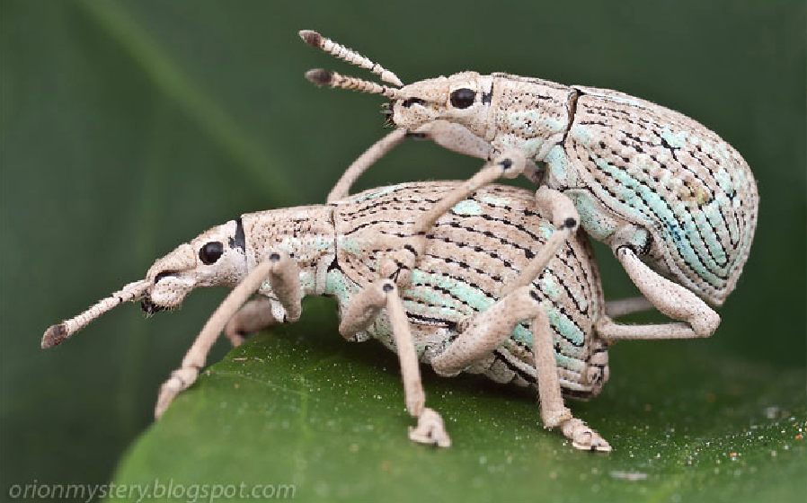 Orion Mystery, weevil