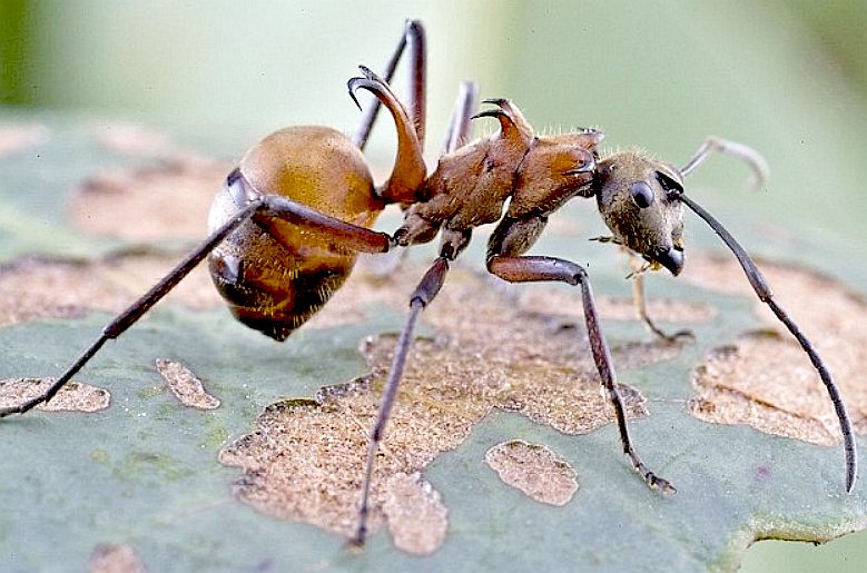 Fish hook ant from Cambodia
