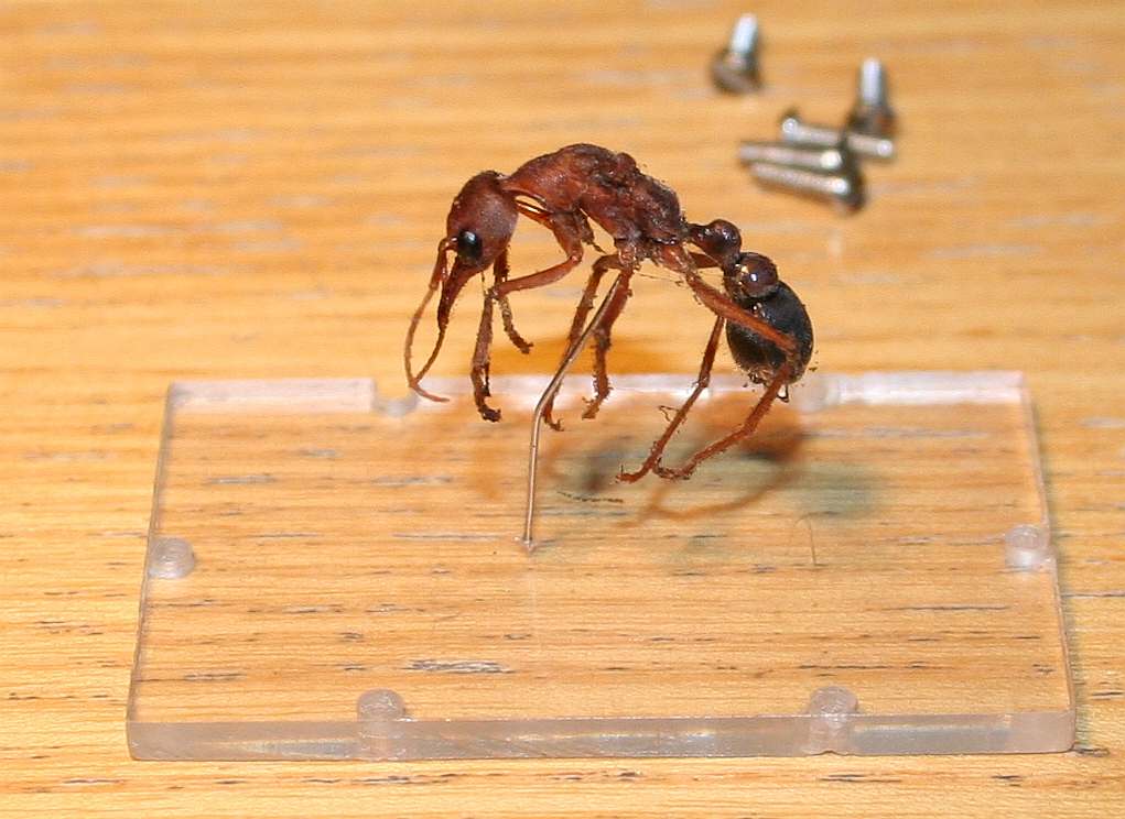 A real Bulldog Ant specimen from Australia