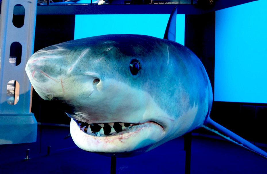 Great White shark animatronic display