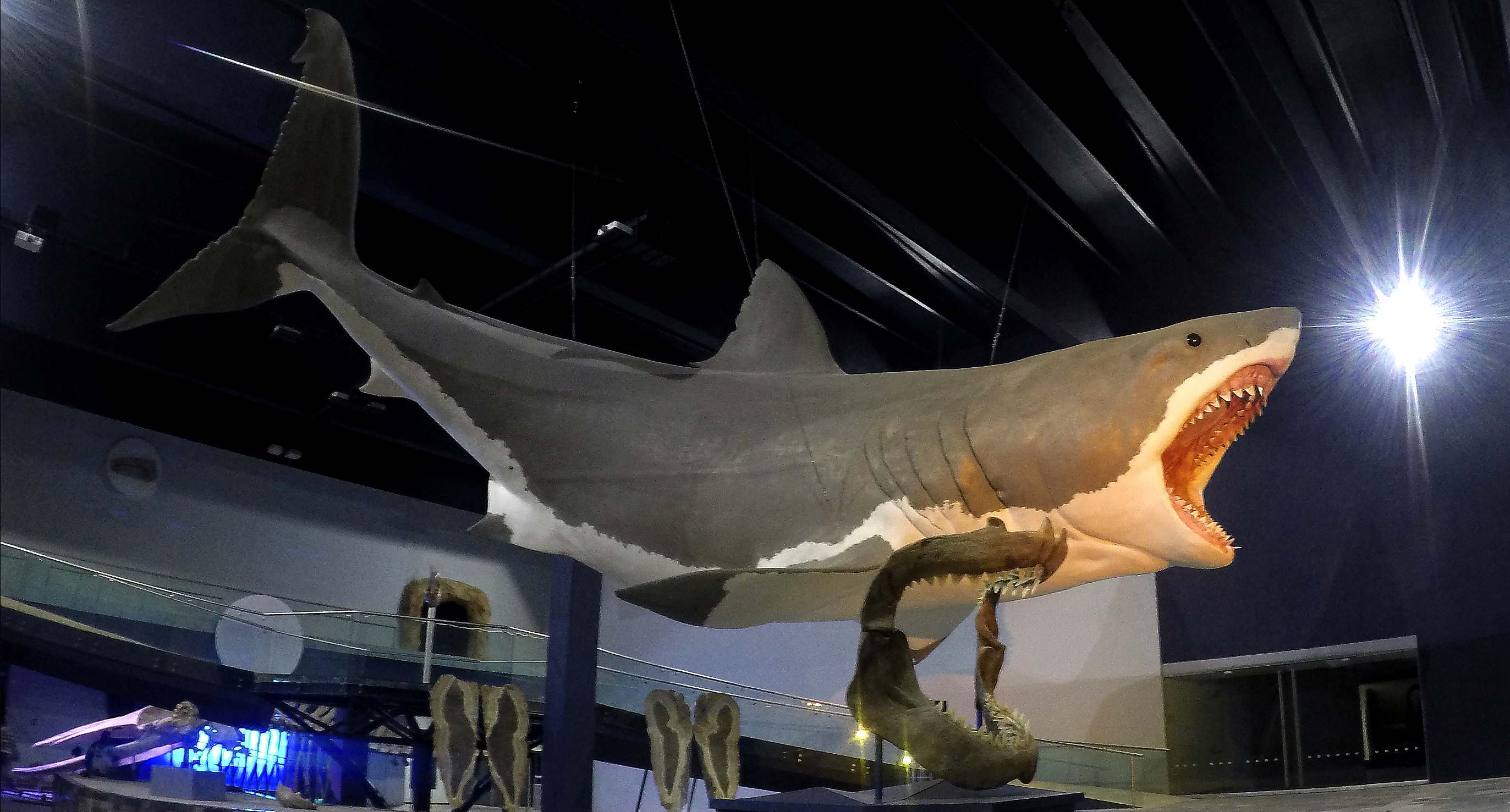 Megalodon giant shark sculpture museum of evolution Mexico