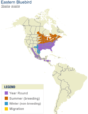 North America - home of the Eastern Bluebird