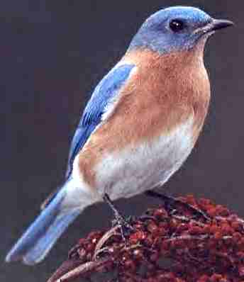 Bluebird - a member of the Thrush family
