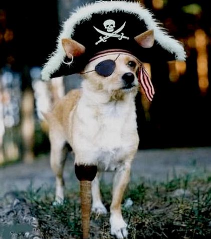Pirate pooch with a wooden peg leg