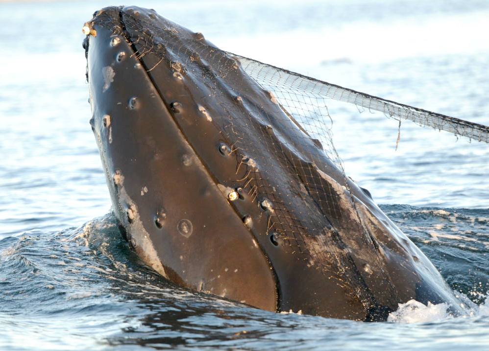 A humpback whale caught in a fishing net - Kulo Luna