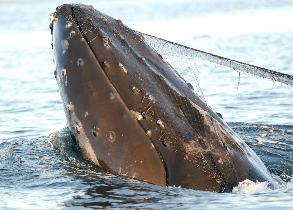 A humpback whale caught in a fishing net