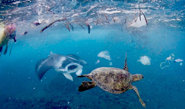 Manta Ray and Turtle swim in plastic polluted seas
