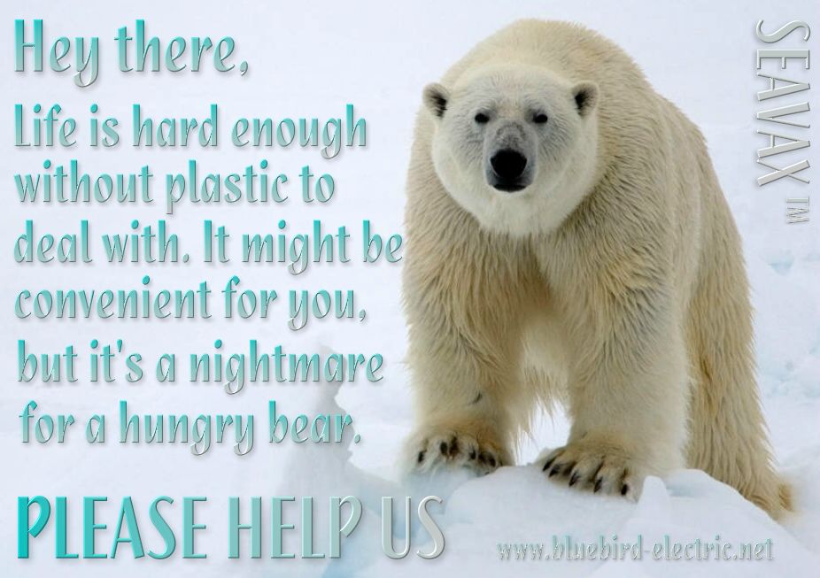 Polar bears don't like plastic killing their food supply
