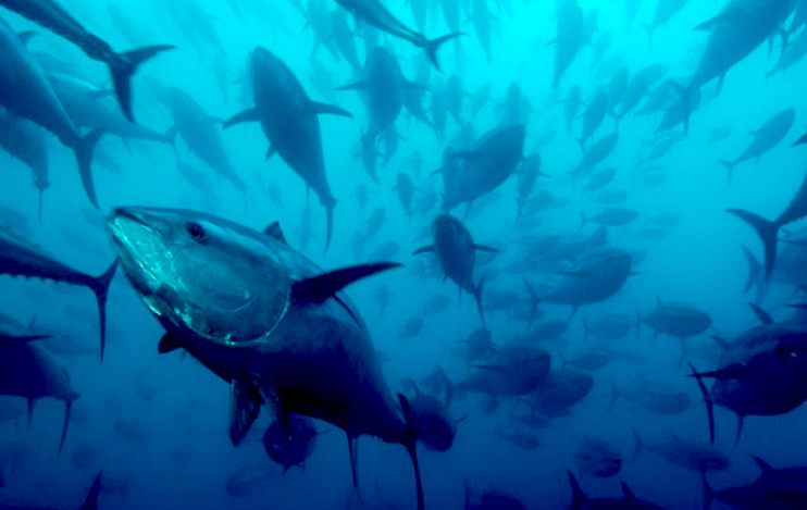 Bluefin tuna is an endangered species