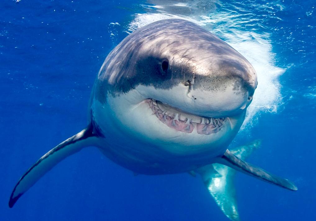 Closeup pic of Great white shark flashing rows of teeth : r