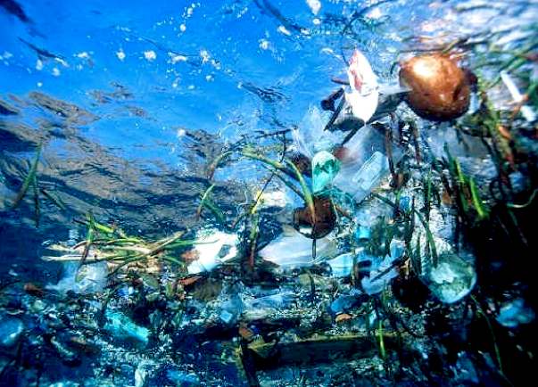 Plastic waste in the oceans is killing marine life