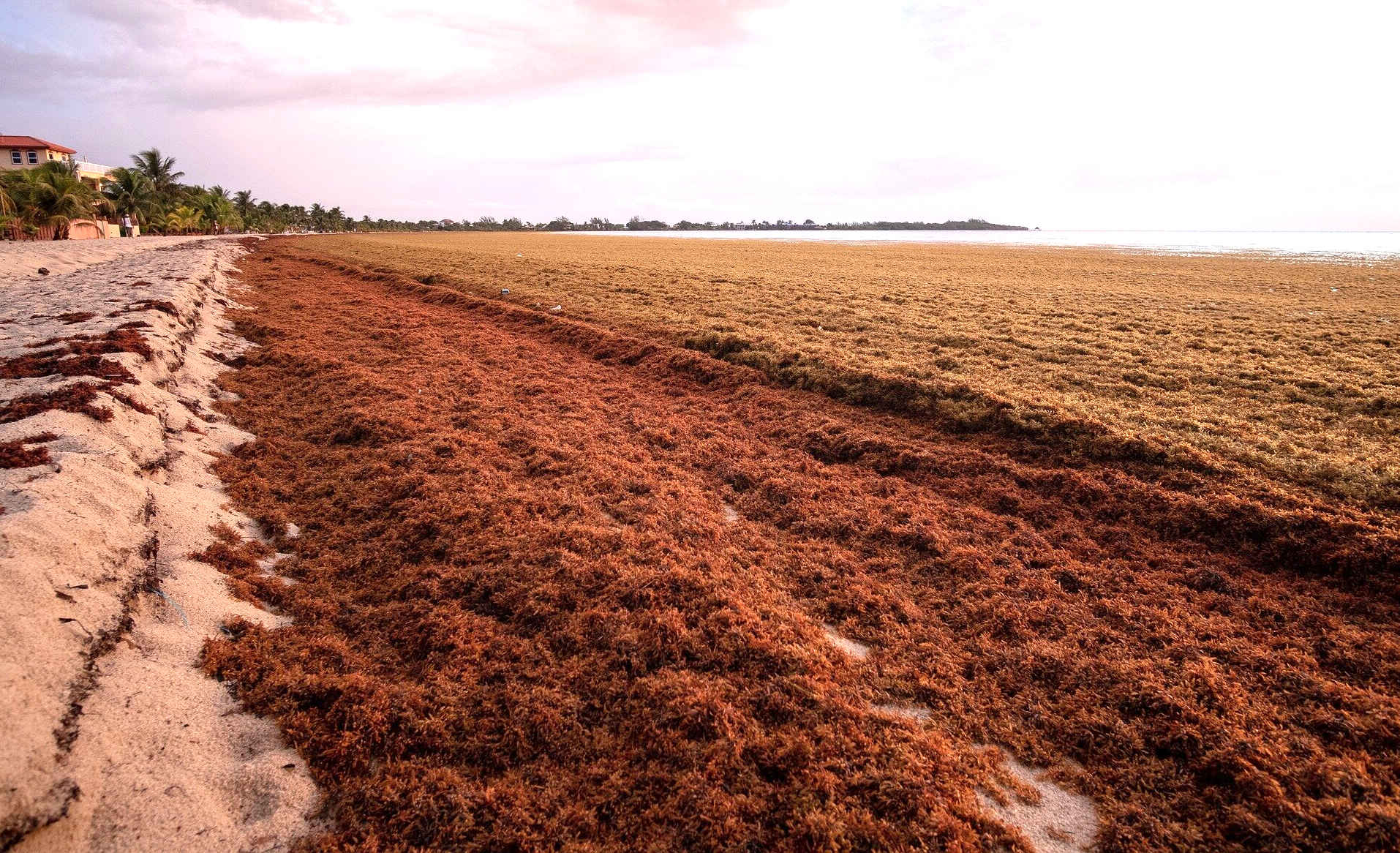 Sargassum seaweed on the previously sandy beaches of Mexico