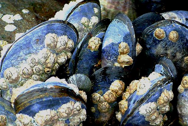 Mussels, shells attacked by acid