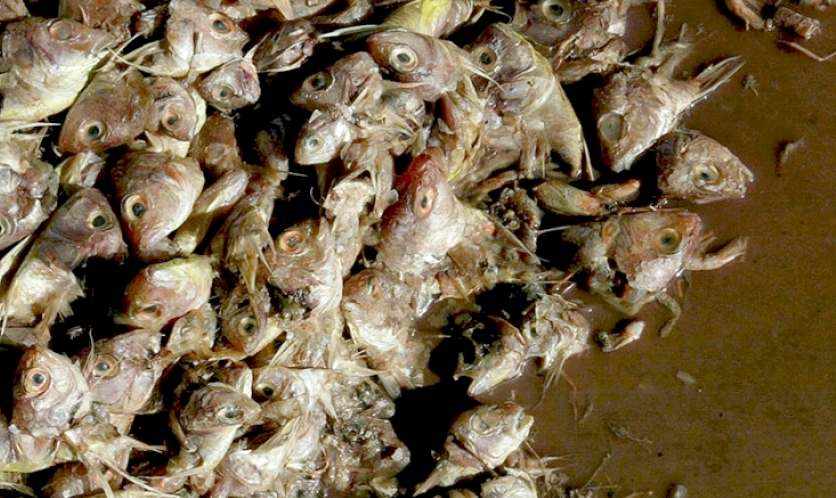 Atlantic ocean dead fish zones are unexplained