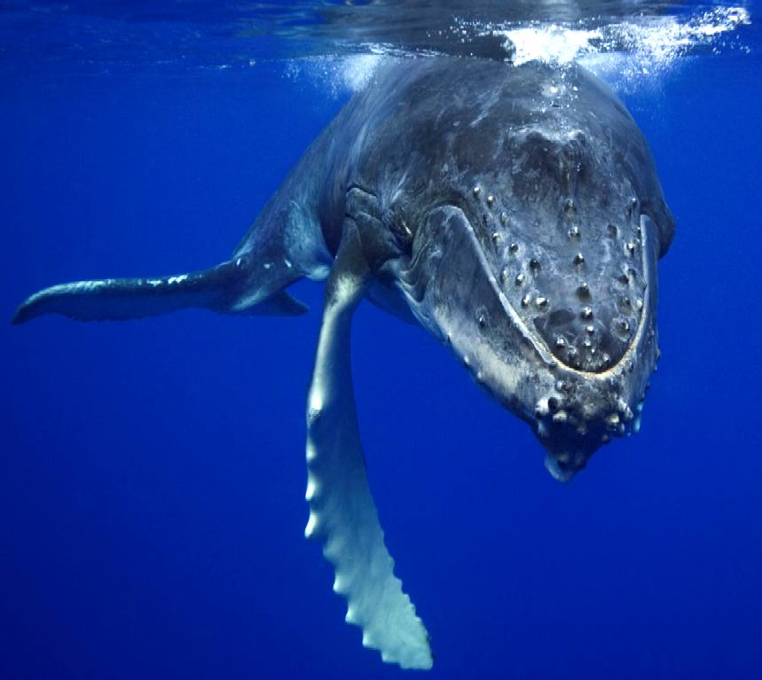 Kulo Luna, the $Billion Dollar humpback whale