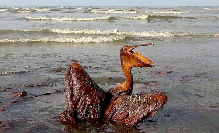 Pelican soaked in oil from the BP Deepwater Horizon oil spill