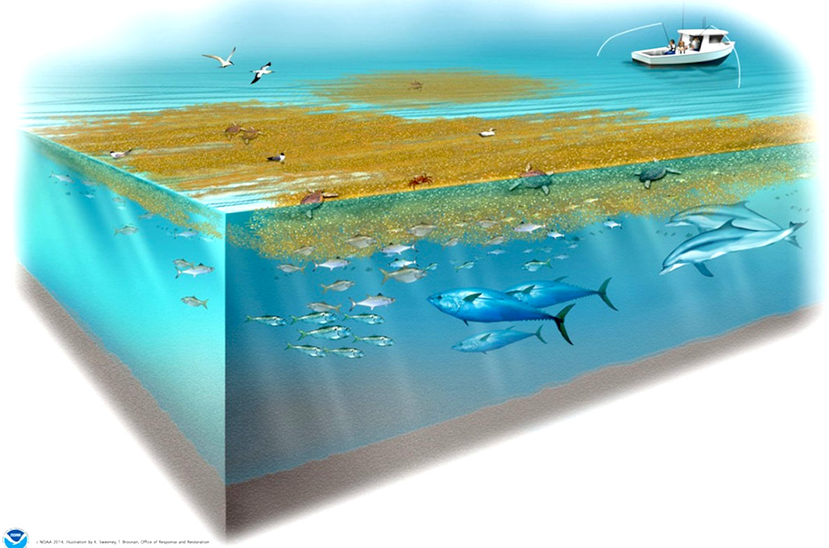 EDDY Pump's Application in Sargassum Seaweed Removal