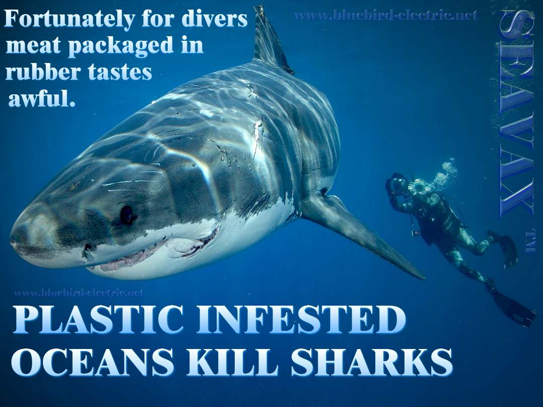 Sharks are at risk from ocean plastic pollution