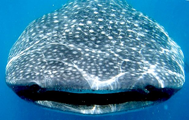 Reel Legends Big Boys Shark Mouth Swim Shorts - Blue - Large