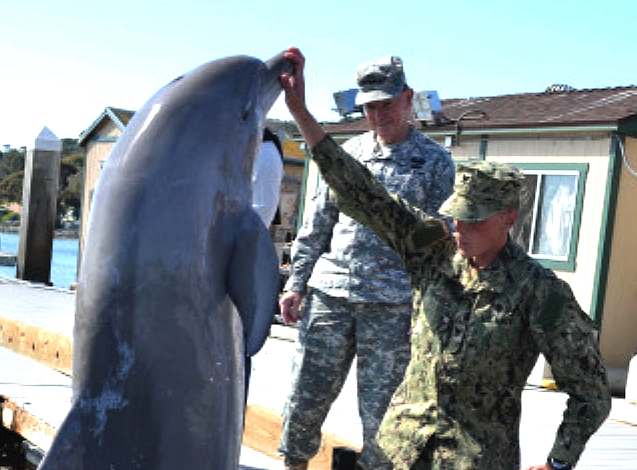 Mammals in the Military: Navy Dolphins